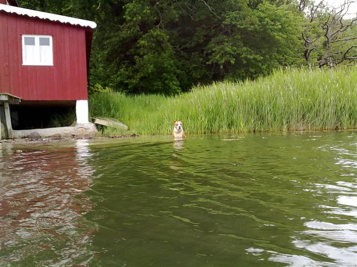 Amerikansk staffordshire terrier Tyson billede 8