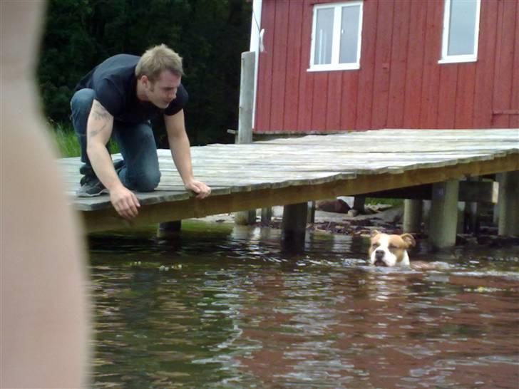 Amerikansk staffordshire terrier Tyson billede 9