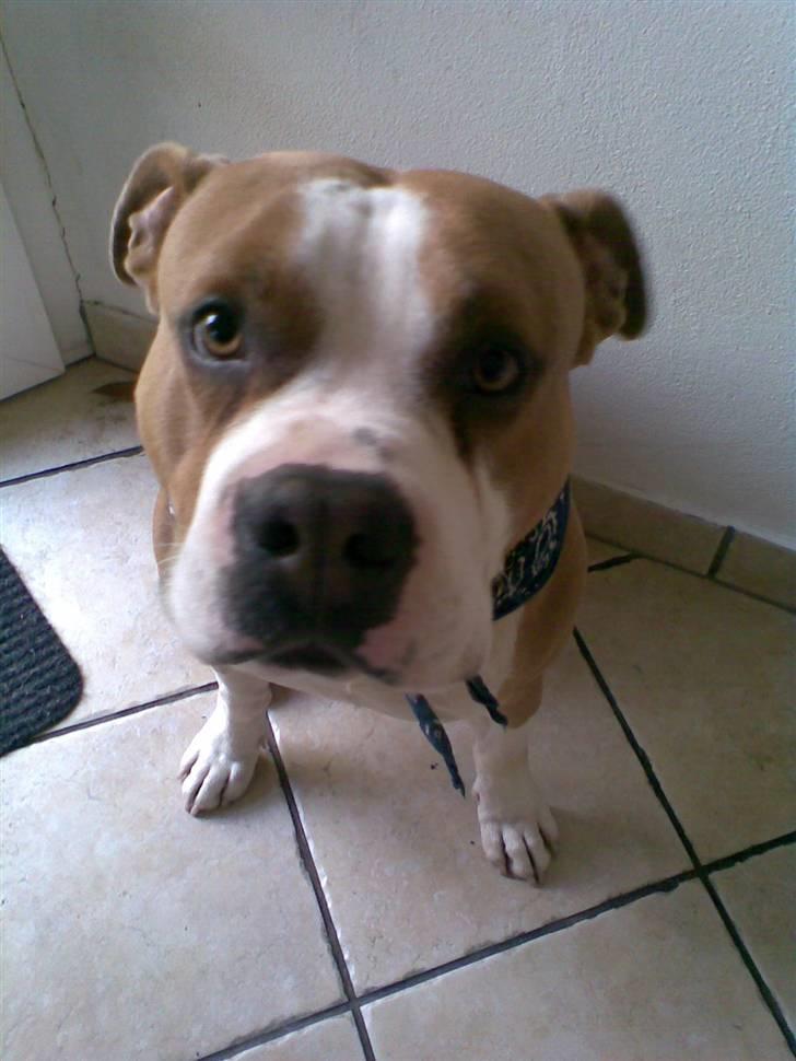 Amerikansk staffordshire terrier Tyson billede 11