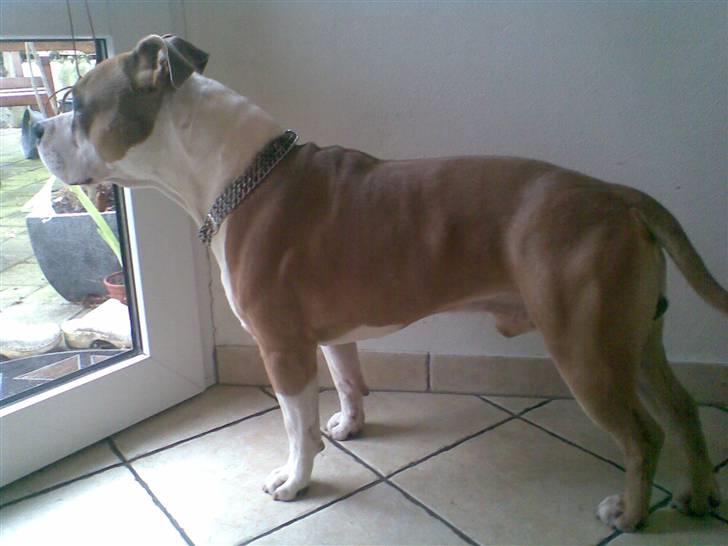 Amerikansk staffordshire terrier Tyson billede 12