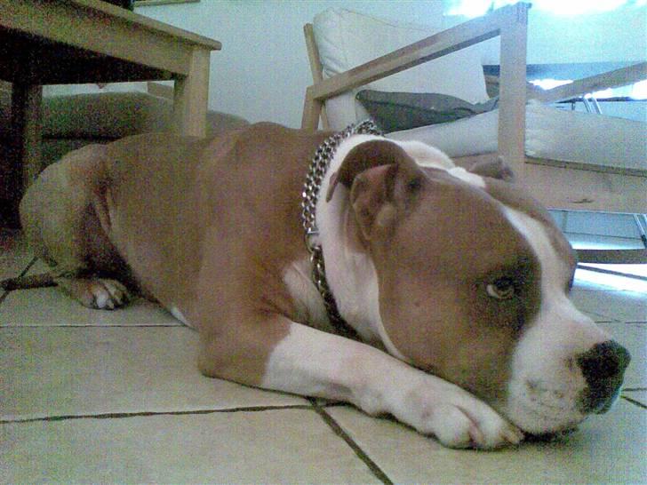 Amerikansk staffordshire terrier Tyson billede 13