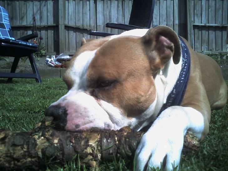 Amerikansk staffordshire terrier Tyson billede 14