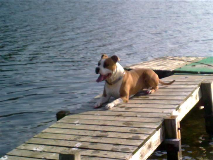 Amerikansk staffordshire terrier Tyson billede 15