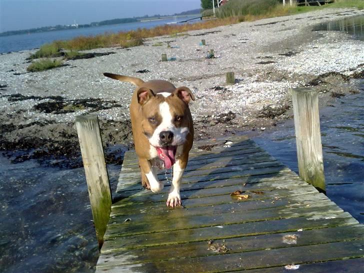 Amerikansk staffordshire terrier Tyson billede 16