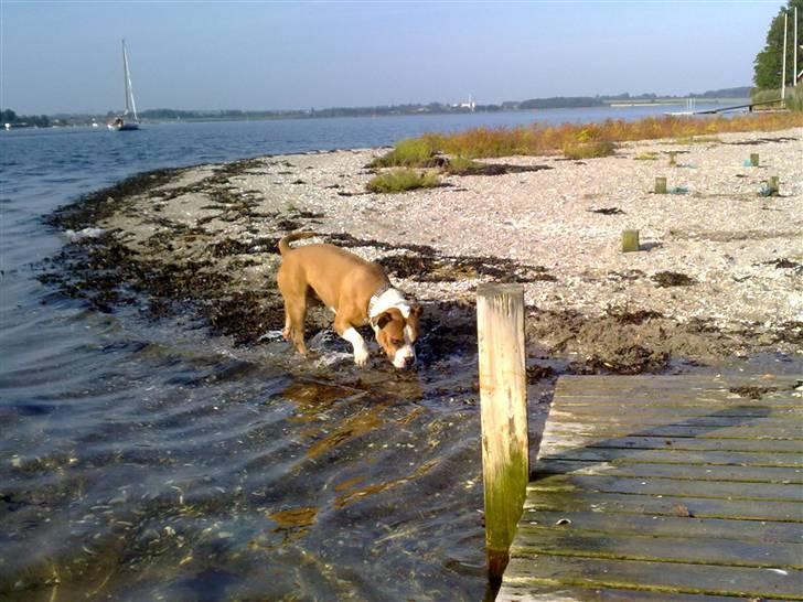 Amerikansk staffordshire terrier Tyson billede 17