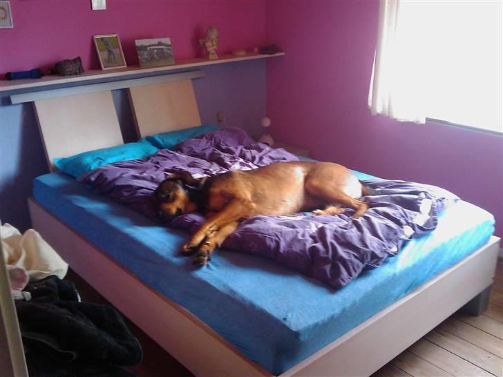 Blanding af racer Drengen (The Great German) billede 10