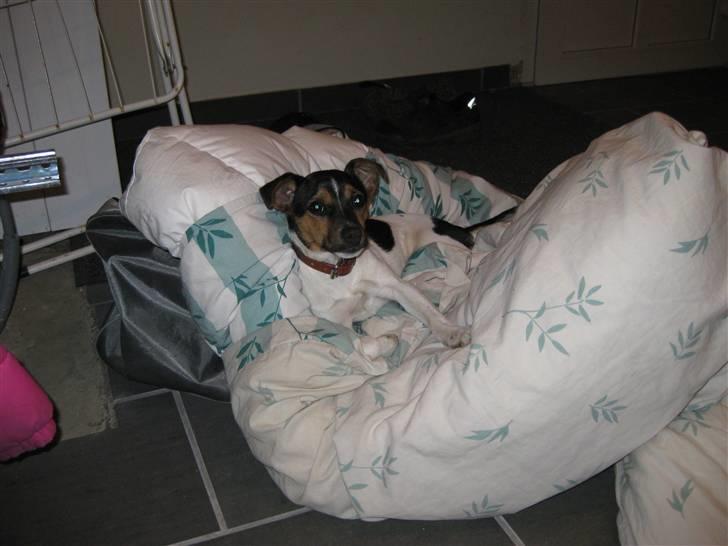 Dansk svensk gaardhund Mille - Tager lige en lille slapper.. selvom jeg ikke må ligge på det.. :) billede 12