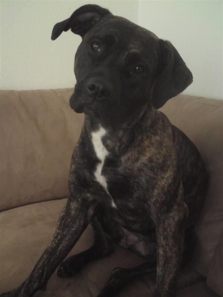 Blanding af racer Lady R.I.P. 2010 billede 12