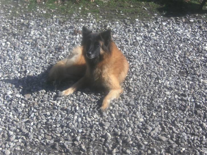 Tervueren Eistrup's Bindy (Lajka) billede 1