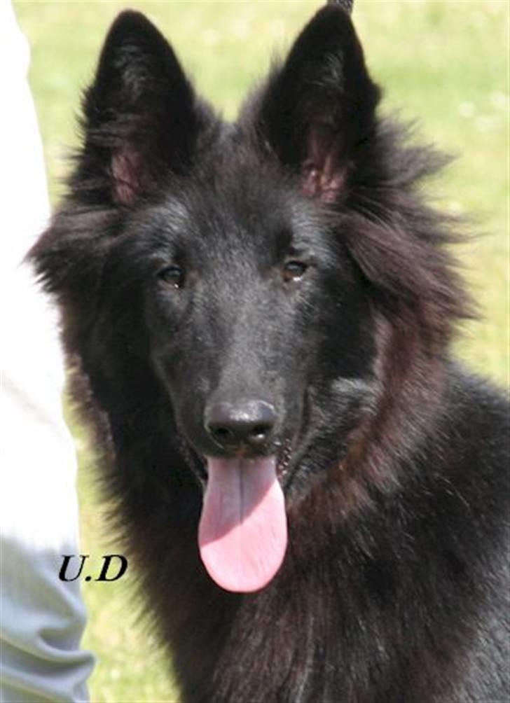 Groenendael Team-ami Nitro Blue  - Hovedbillede af Kenzo på sin førsteudstilling billede 1