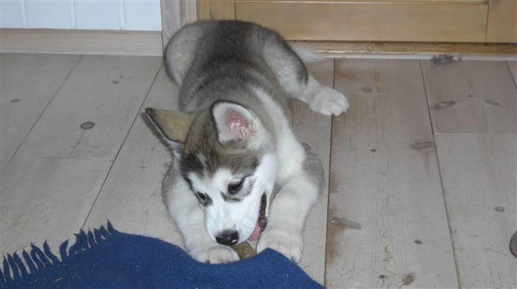 Alaskan malamute Moonsongs Tan Galto billede 6