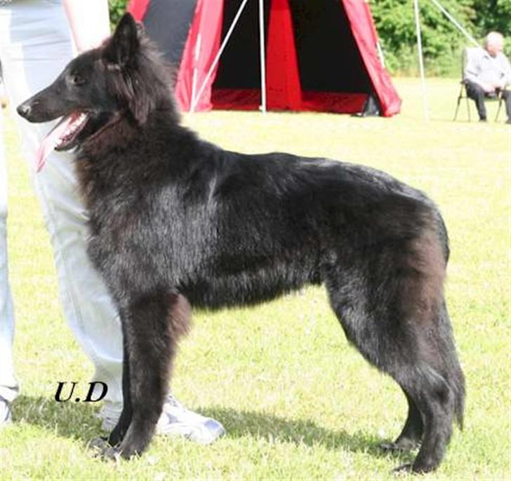 Groenendael Team-ami Nitro Blue  - Billede af hele Kenzo på sin første udstilling, kun 6mdr gammel billede 2