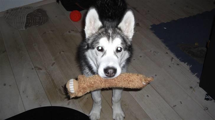 Alaskan malamute Moonsongs Tan Galto billede 7