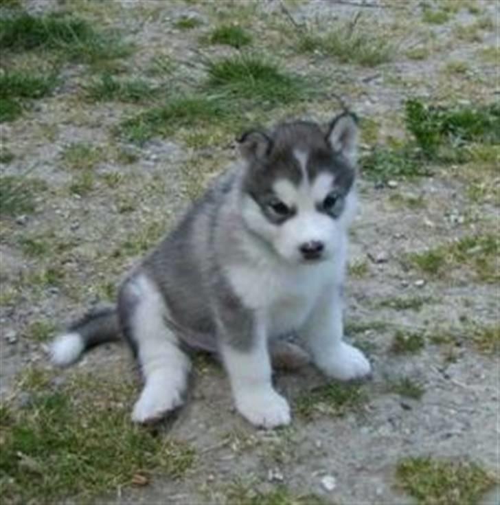 Alaskan malamute Moonsongs Tan Galto billede 8