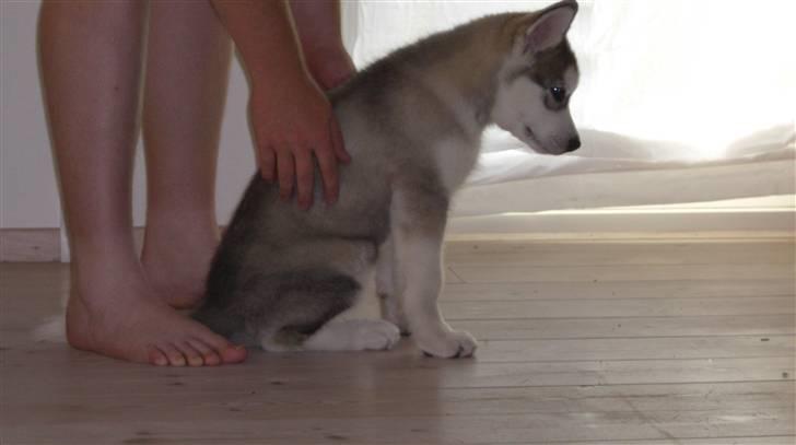 Alaskan malamute Moonsongs Tan Galto billede 9