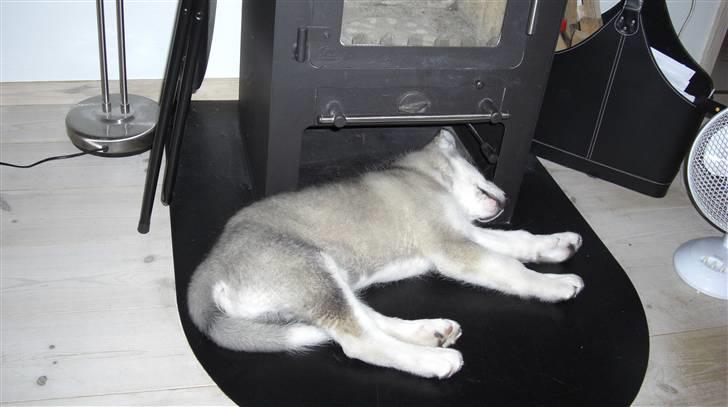 Alaskan malamute Moonsongs Tan Galto billede 10