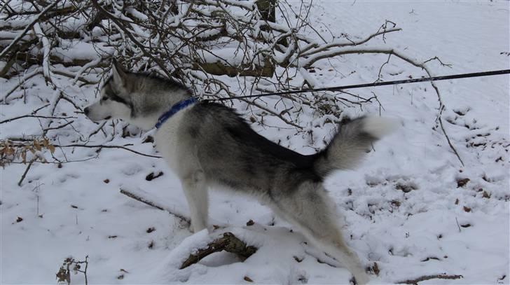 Alaskan malamute Moonsongs Tan Galto billede 11