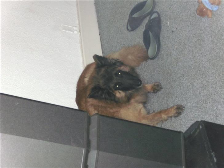 Tervueren Eistrup's Bindy (Lajka) billede 2