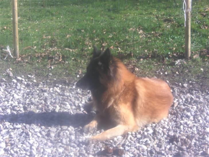 Tervueren Eistrup's Bindy (Lajka) billede 3