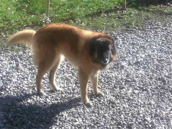 Tervueren Eistrup's Bindy (Lajka) billede 4