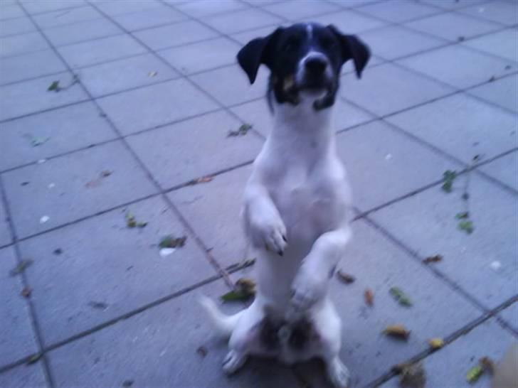 Dansk svensk gaardhund smutt - efter 3 timers træning kan vi endelig sitte pænt op "perfekt" billede 7