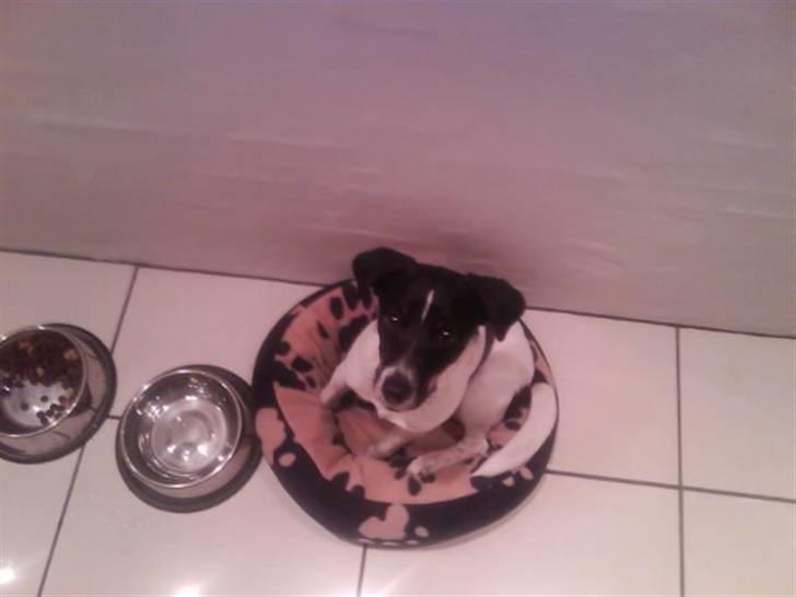 Dansk svensk gaardhund smutt - dette er smutts nye kurv her har han næsten lige fået den billede 8