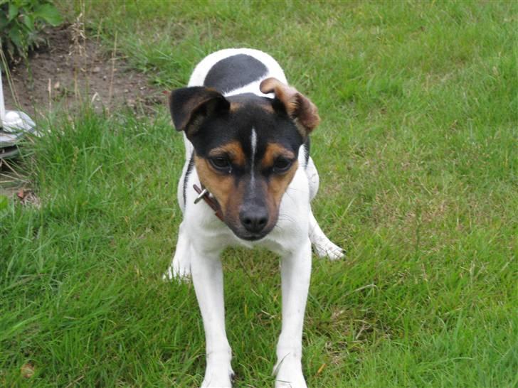 Dansk svensk gaardhund Mille - Argh!! Sidevind...  billede 13