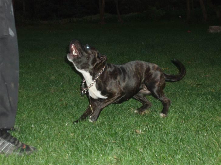 Staffordshire bull terrier Freja billede 2