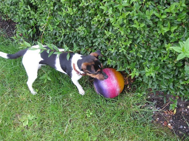 Dansk svensk gaardhund Mille - Få den ud..!!!  billede 14