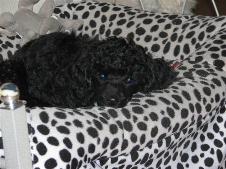 Mellempuddel Tut billede 1