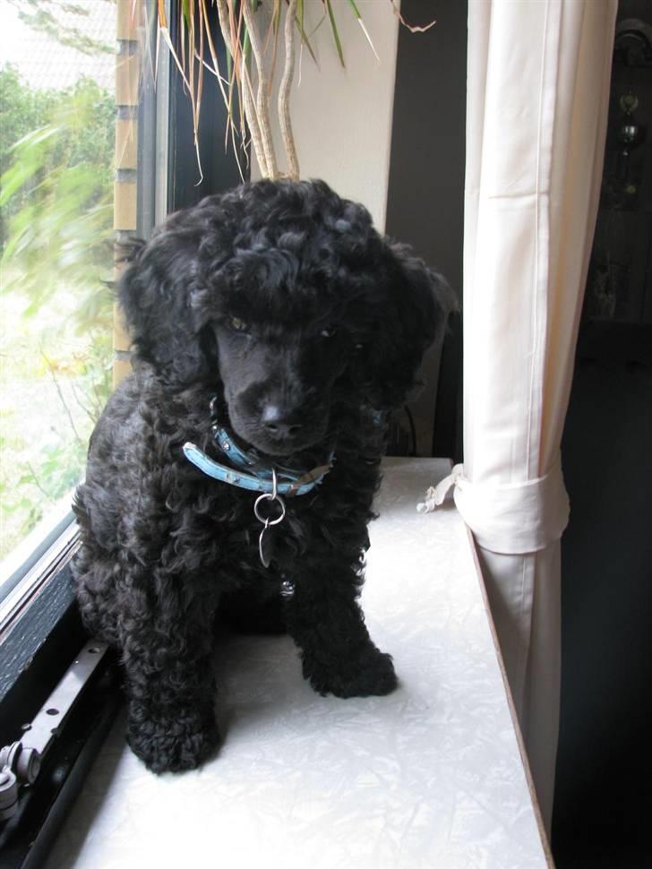 Mellempuddel Tut billede 2