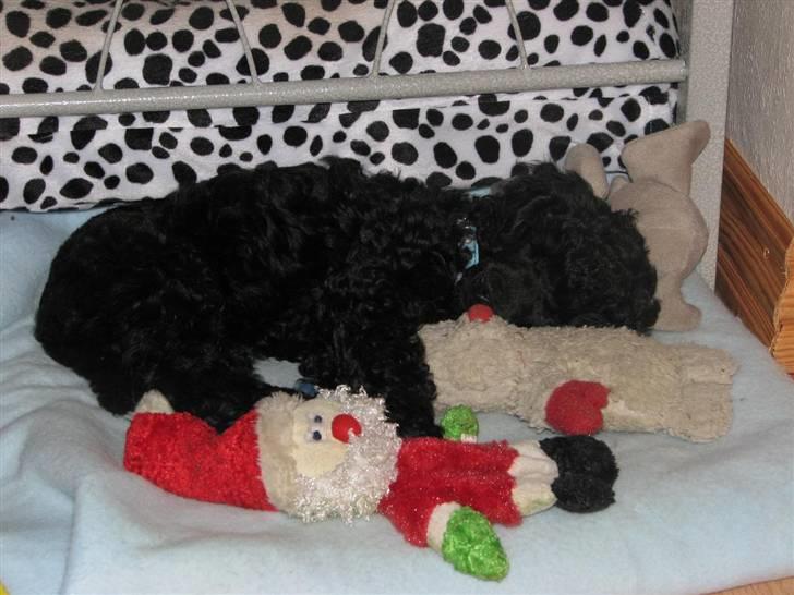 Mellempuddel Tut billede 3