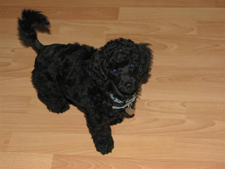 Mellempuddel Tut billede 4