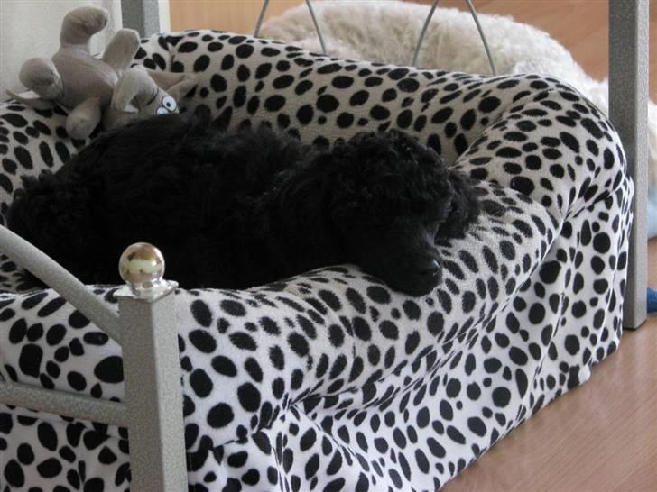 Mellempuddel Tut billede 5