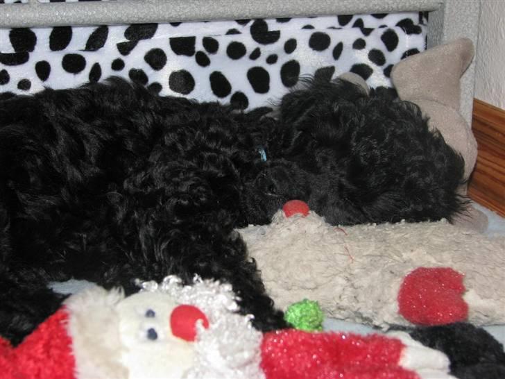 Mellempuddel Tut billede 6