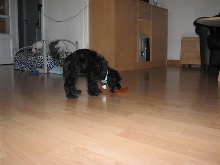 Mellempuddel Tut billede 7