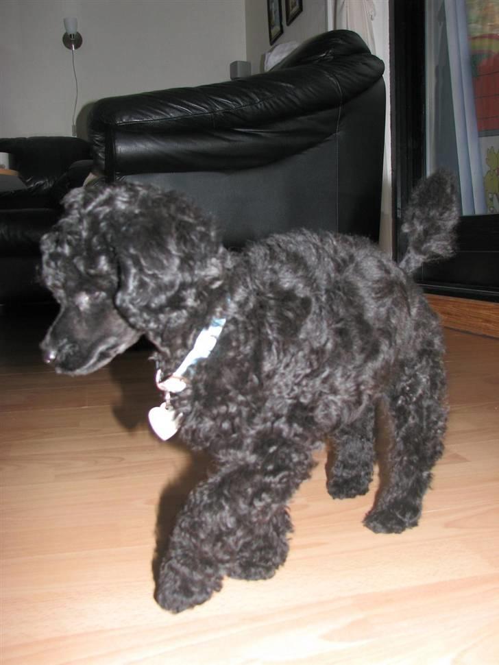 Mellempuddel Tut billede 8