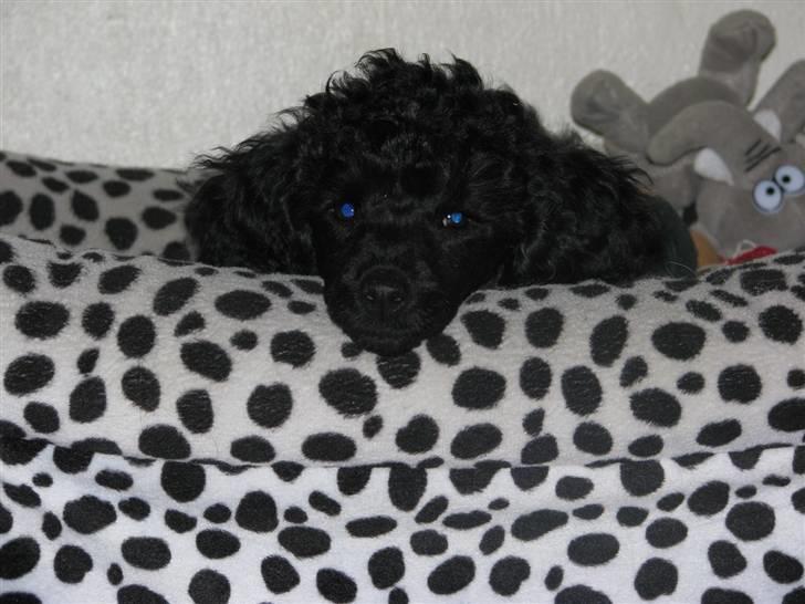 Mellempuddel Tut billede 9