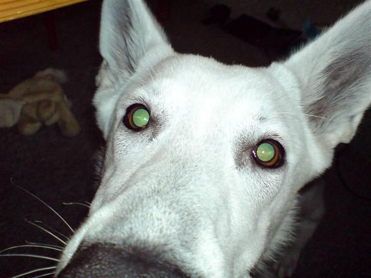 Hvid schæfer Milo - Hhhvvvaadd????? billede 2