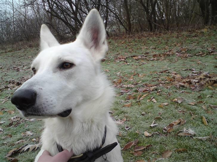 Hvid schæfer Milo billede 3