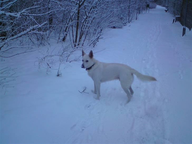 Hvid schæfer Milo - HHmmm sne. Det kan jeg godt li´ :) billede 4