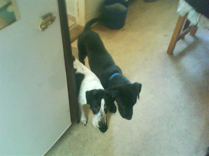 Blanding af racer bølle solgt billede 1