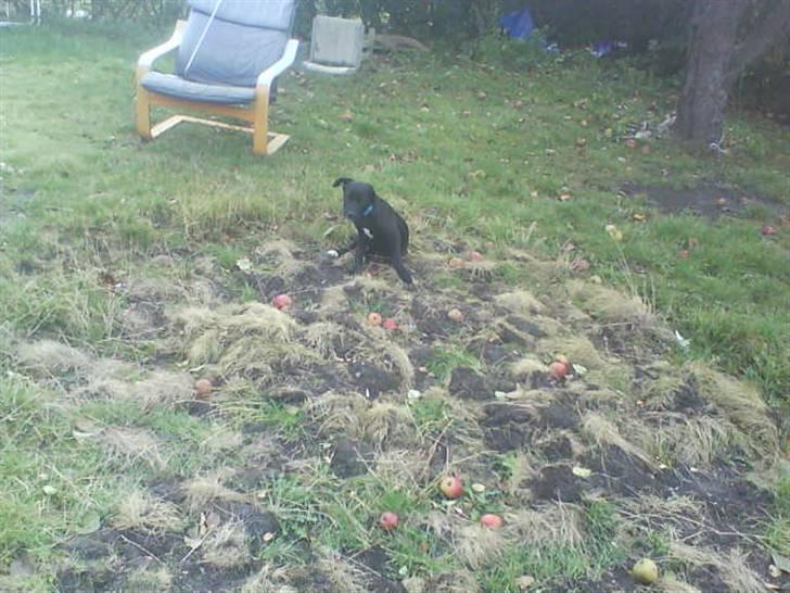 Blanding af racer bølle solgt billede 2