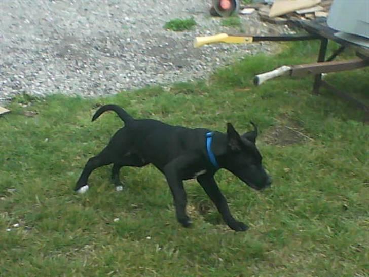 Blanding af racer bølle solgt billede 3