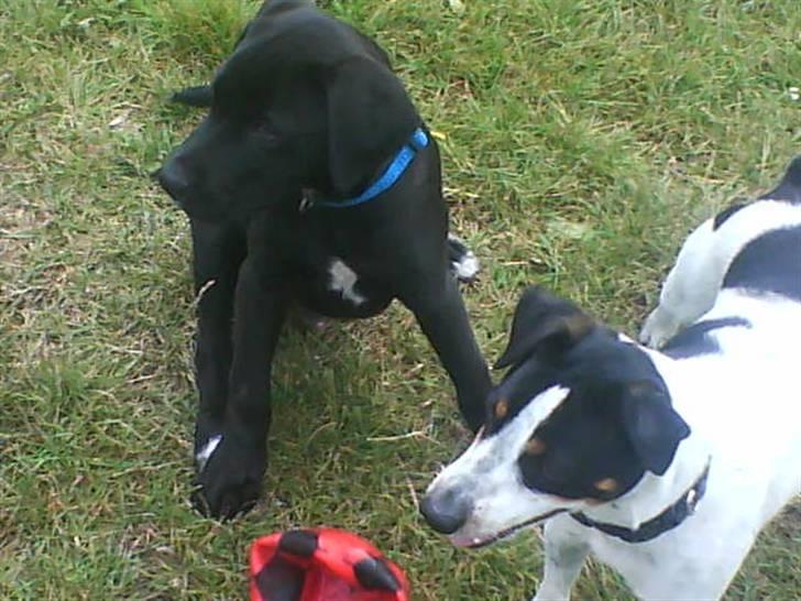 Blanding af racer bølle solgt billede 4