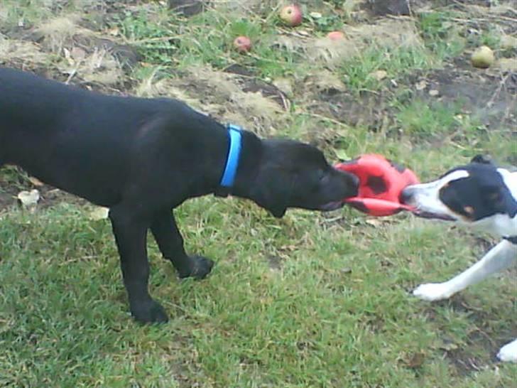 Blanding af racer bølle solgt billede 5