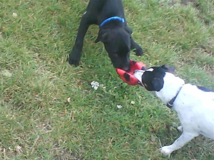 Blanding af racer bølle solgt billede 6