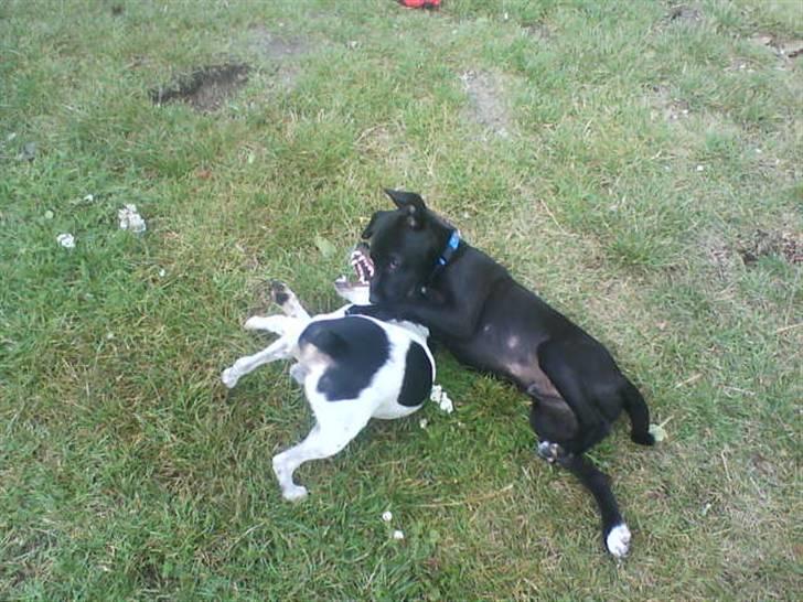 Blanding af racer bølle solgt billede 7