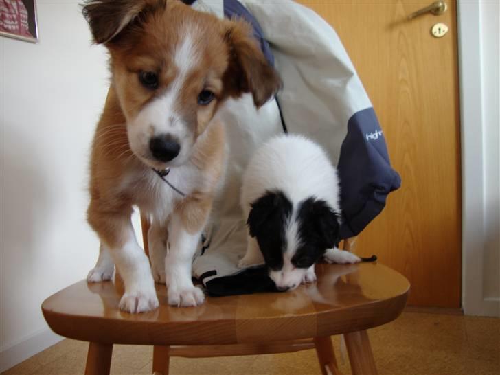 Blanding af racer Laci billede 10