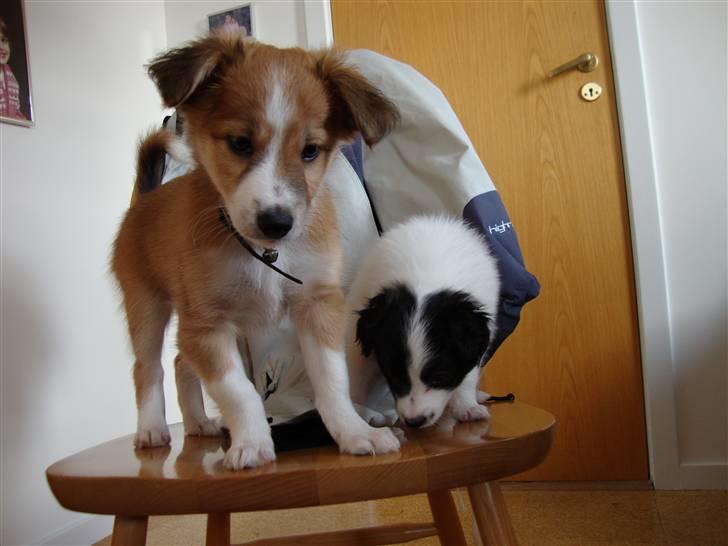 Blanding af racer Laci billede 11